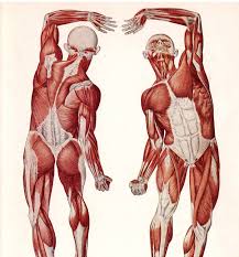 Understandable anatomy books for artists. Bm 0348 Of The Torso Diagram Muscles Of The Torso Human Anatomy Diagram Schematic Wiring