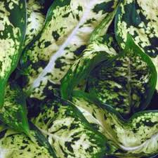 How To Care For Dieffenbachia Hunker Plants African Plants House Plants