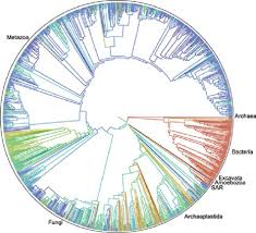 Researchers Release First Tree Of Life For 2 3 Million