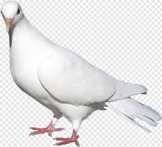 Picsart profile picture png icon. Color For Picsart Free Icon Library