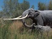 Straight-Tusked Elephant - Facts and Figures