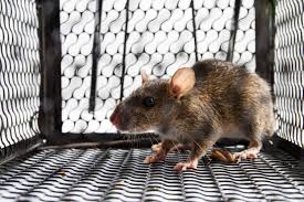Serving houston, katy, cypress, and sugar land, tx, our team uses the latest, most advanced methods to resolve pest problems. Rodent Removal Rodent Control Cypress Katy Tx All N 1 Pest Control Management Llc