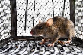 You can call pest control katy tx to be sure of what pest control products to use in your area. Rodent Removal Rodent Control Cypress Katy Tx All N 1 Pest Control Management Llc