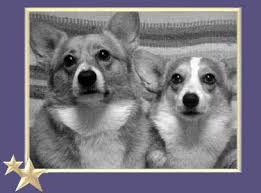 Chattanooga, tn (cht) clarksville, tn (ckv). Keelmtn Pembroke Welsh Corgis