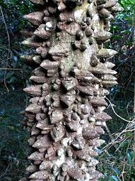 Image result for Lovoa swynnertonii