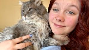 Fundraiser for Carey Leapaldt by Ashley Clement : Kitty Miyagi's Medical  Costs: Your Help Matters