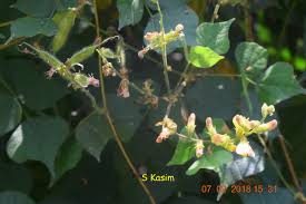 Image result for Rhynchosia viscosa