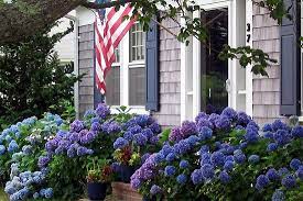 Use them in commercial designs under lifetime, perpetual & worldwide rights. House Beautiful Lavender And Purple Zsazsa Bellagio Like No Other Hydrangea Cape Cod Flowers