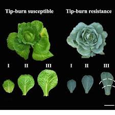 Maybe you would like to learn more about one of these? Experimental Brassica Oleracea Leaf Of Tip Burn Susceptible And Download Scientific Diagram