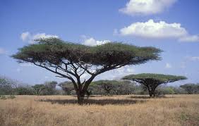 نتیجه جستجوی لغت [acacia] در گوگل