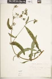 Image result for Sonchus bipontini