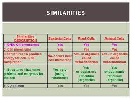 Although the term bacteria traditionally included all prokaryotes, the scientific classification changed after the discovery in the 1990s that prokaryotes consist of two very different groups of organisms that. Whats The Difference Plant Animal And Bacterial Cells