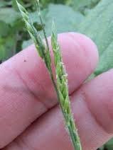 Image result for Eriochloa fatmensis