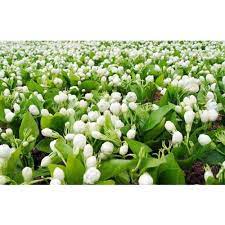 Apr 21, 2018 · seriously though, when i was a little girl, i met jasmine guy. White Jasmine Flowers Rs 200 Kg J M Telecom Id 22501484033