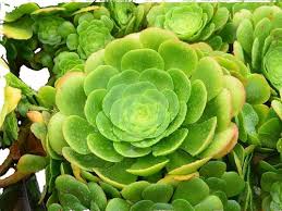 Image result for Lepidotrichilia