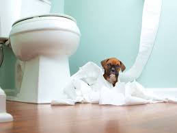 We did not find results for: The History Of Toilet Merriam Webster