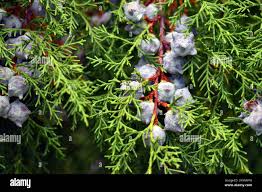 Image result for Riocreuxia torulosa