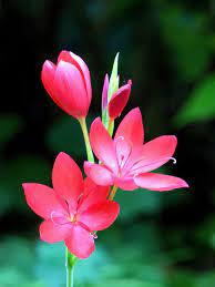 Our site is continually updated with new flowers pictures for people who are searching for pictures and images. New Life Beautiful Flowers Flower Photos Flowers Nature