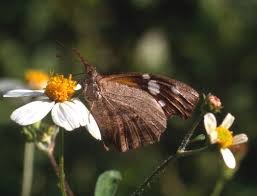 Image result for Cordia torrei