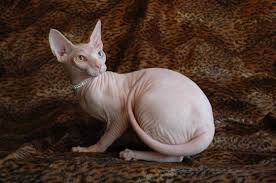 Find sphynx in cats & kittens for rehoming | 🐱 find cats and kittens locally for sale or adoption in ontario : Spring Hill Fl Gallery Hairless Cat Devon Rex Kittens Cat Breeds Ragdoll