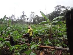 Foto galerij - Tropenbos Suriname