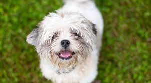 Check spelling or type a new query. Shih Tzu Mixes 40 Unique Shih Tzu Crossbreeds With Pictures