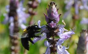 Image result for Coleus psammophilus