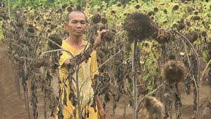 Bunga matahari (helianthus annuus l.) merupakan salah satu jenis. Kebun Bunga Matahari Rusak Karena Pengunjung Kabartimurnews Com
