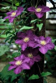 Click here to find out more. Clematis Plantguide Rushfields Plant Centre