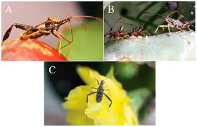 6699 175th drlive oak, fl, 32060. Insects Free Full Text Seasonal Effects On The Population Morphology And Reproductive Behavior Of Narnia Femorata Hemiptera Coreidae Html