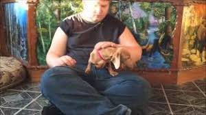 Ask questions and learn about dachshunds at nextdaypets.com. Top 5 Best Dachshund Breeders In Minnesota Mn State 2021 Wowpooch