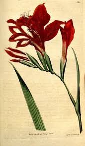 Image result for Gladiolus unguiculatus
