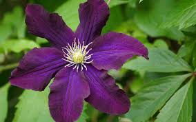 Once the ground freezes or the air temperature drops to 25 degrees f. Pruning Clematis