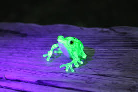 Image result for glass frog