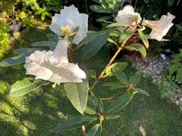 Image result for Lysimachia tenuicaulis