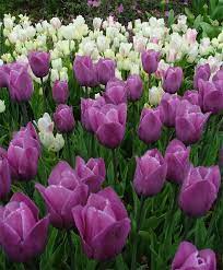 2014 Tulip Violet Beauty Single Late Tulips 20 15 50 Spring Garden Flowers Bulb Flowers Tulips