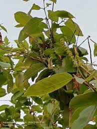 Image result for Terminalia boivinii