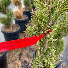 Image result for spiral cut juniper trees