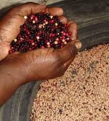 Image result for Antidesma venosum