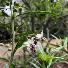 Image result for Gomphocarpus glaucophyllus