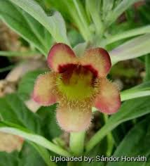 Image result for Pterodiscus ngamicus