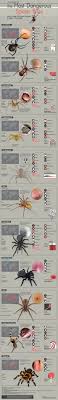Symptoms Of The Most Dangerous Spider Bites Watchandlearn