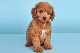 Poodle Mix Breeds Doxiepoo Dachshund Poodle Poodle Mix Poodle Mix Breeds Super Cute Dogs