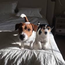 solnechnye vanny solar jrt jackrussell dzhekrassel