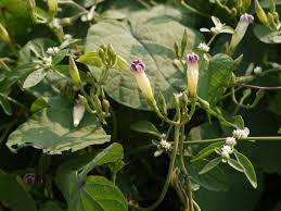 Image result for Ipomoea parasitica
