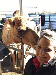 Is camel milk better than cow milk? Camel Milk From Vic Farm Grows In Australia And Worldwide Daily Mail Online