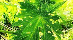 Check spelling or type a new query. Meski Pahit Daun Pepaya Punya Banyak Kandungan Bermanfaat