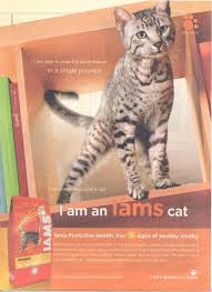 I am very very happy with this item and it came so fast i couldn't believe it. Iams Cat Food Magazine Advertisement 2009 Cats Cat Food Tabby
