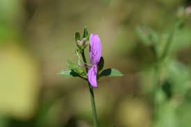 Image result for Dicliptera carvalhoi