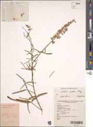Image result for Crotalaria lanceolata